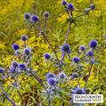 blue eryngo